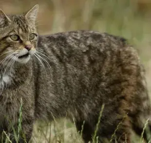 ¿El Gato Montés es un animal salvaje?