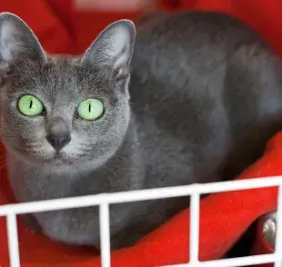 5 razas de gatos que no dan alergia, ¡Adiós a los estornudos!