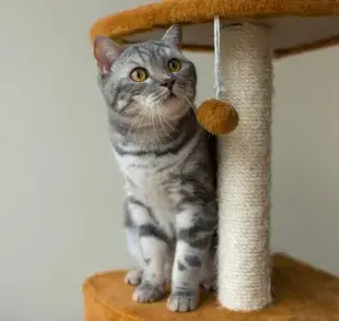 Gimnasio casero para gatos, ¡No es necesario gastar mucho!