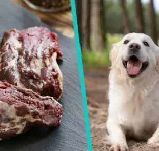 ¿El hígado aumenta el sistema inmunológico de los perros? Esto dicen los expertos 