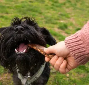 ¡Huesos que no debes de darle a tu perro!
