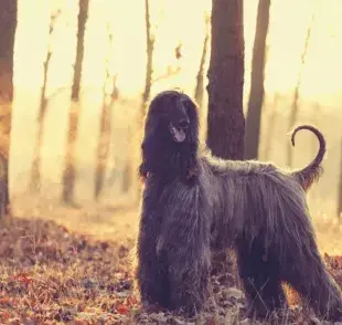 Los Balkh son perros que confían en sus instintos