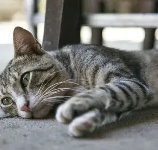 ¿Qué es el ViLeF en gatos, y qué tan común es?