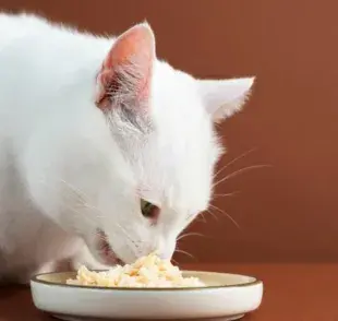 ¿Los gatos pueden comer huevo?