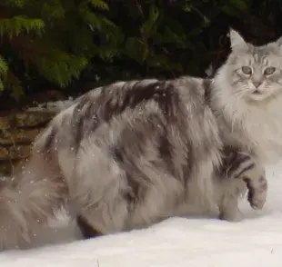 Maine Coon, ¡conoce al gato gigante!