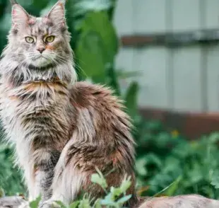 Tipos de enfermedades de Maine Coon