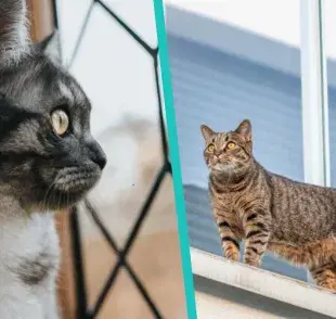 Estos son los motivos por los que no debes dejar salir a tu gato de casa