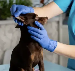 Otitis en perros o infección en el oído ¿Cómo tratarla?