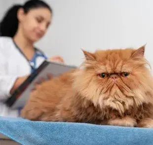 ¿Qué es la pancreatitis en gatos y cómo detectarla? 