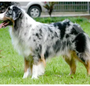  7 razas de perros que necesitan gastar más energía