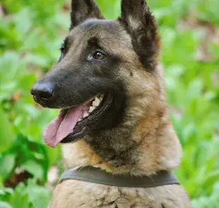 Perros de raza más grande en Colombia