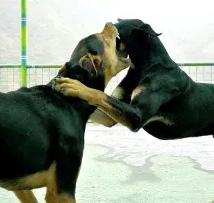 ¿Qué hacer si tus perros se pelean?