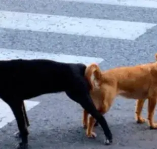 ¿Por qué los perros se quedan pegados después de aparearse?