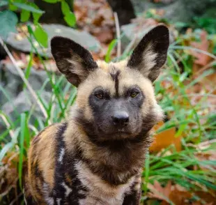 Perros africanos llegan al zoologico de Calí