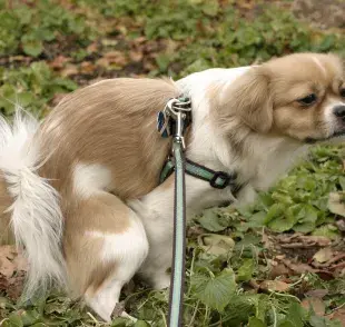 ¿Por qué los perros caminan en círculos antes de hacer del baño? 