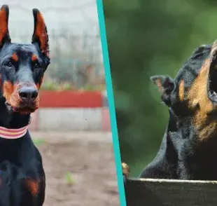 Perro Doberman desconoce a sus tutores en la noche, ¿mito o realidad?