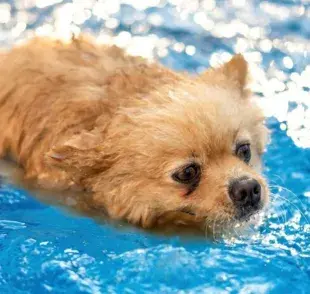 Que un perro se meta a la piscina, ¿buena o mala idea?