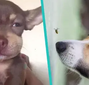 ¿Qué hago si le pica a una abeja a mi perro?