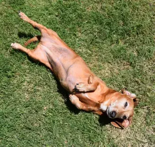 Crea un espacio tranquilo con hierbas aromáticas seguras para perros.