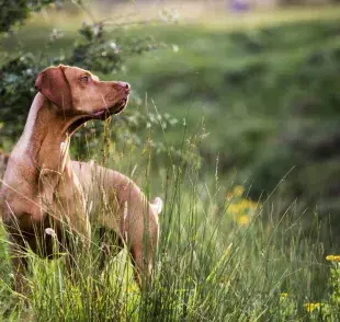Perro café atento a su entorno. Foto: Envato/Mint_Images