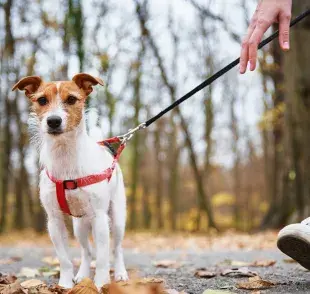 Perro paseando con pechera. Foto: Envato/Lazy_Bear