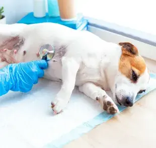 Perrito siendo revisado por el veterinario. Foto: Envato/duryaginanatalia