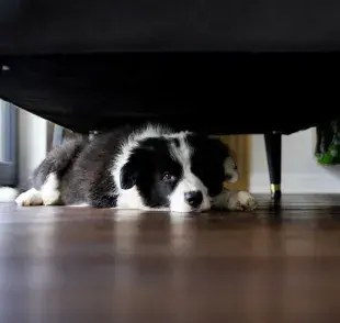Perro triste debajo de la silla. Foto: Envato/leszekglasner