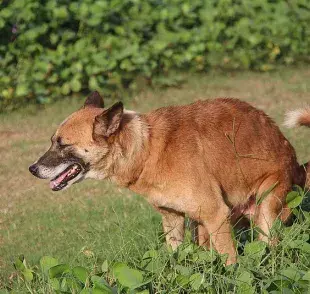 Por qué mi perro arrastra el trasero, ¿qué debo hacer?