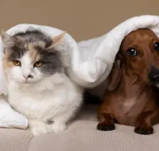 Acostumbra a tu perro y tu gato a vivir juntos sin pelear