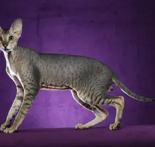Gatos que no tiran pelo, tu casa estará más limpia