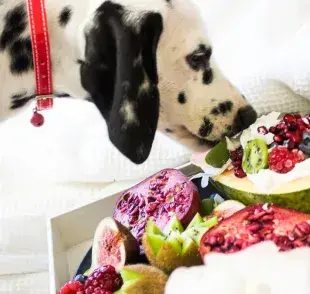 Piramide de alimentos para perros, así debería de comer tu 'mejor amigo'