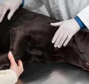 Pregabalina para perros ¿Para que se usa?