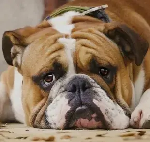 Perros que tienen más probemas de columna, te decimos cómo cuidarla