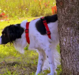 Repelente casero para perros, ¡No más orina dentro de casa!