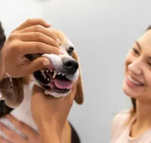 Así puedes eliminar el sarro de la dentadura de tu perro
