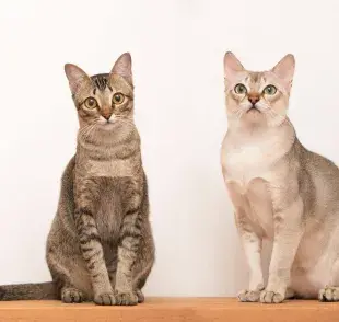 8 razas de gatos que destacan por su inteligencia y habilidades increíbles