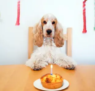 Torta para perros hecha en casa 