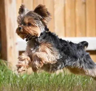 Perros Yorkie mini, conoce a estos adorables perritos