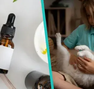 ¿Es malo el aceite de cannabis en los gatos? 