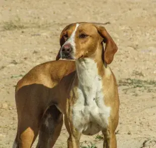 ¿Cuál es el perro zorrero? Este es su origen