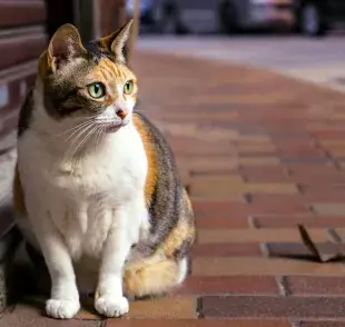 Un gato sentado en la calle. Foto: Pexels/Jimmy Chan