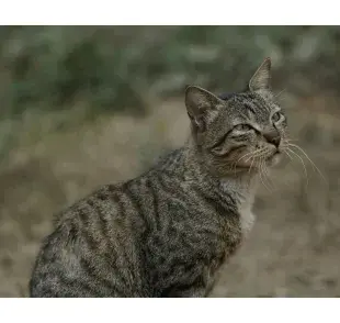 Foto de un gato en la arena. Foto: Pexels