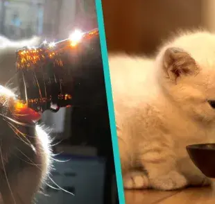 Bebidas que definitivamente no deben de tomar los gatos