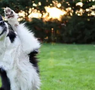 6 malos hábitos que pueden disminuir la expectativa de vida tu perro 
