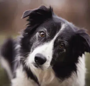 Un Border Collie posando. Foto: Pexels/Alotrobo
