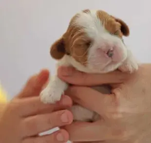 Cachorro recién nacido con los ojos cerrados. Foto: Envato/elenakaretnikova2022