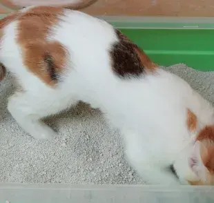Arenero para gato casero, ¡házlo tú mismo!