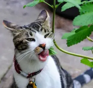 Este es el motivo por el que los gatos aman el catnip