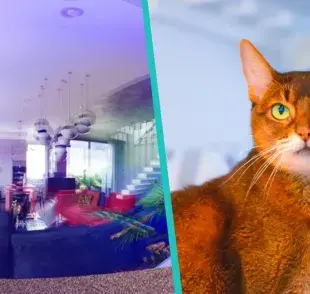 ¿De qué color ven los gatos?