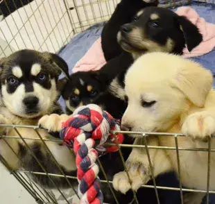 Cómo hacer un corral plegable para perros en casa